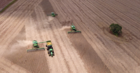 Soybeans being harvested in a field