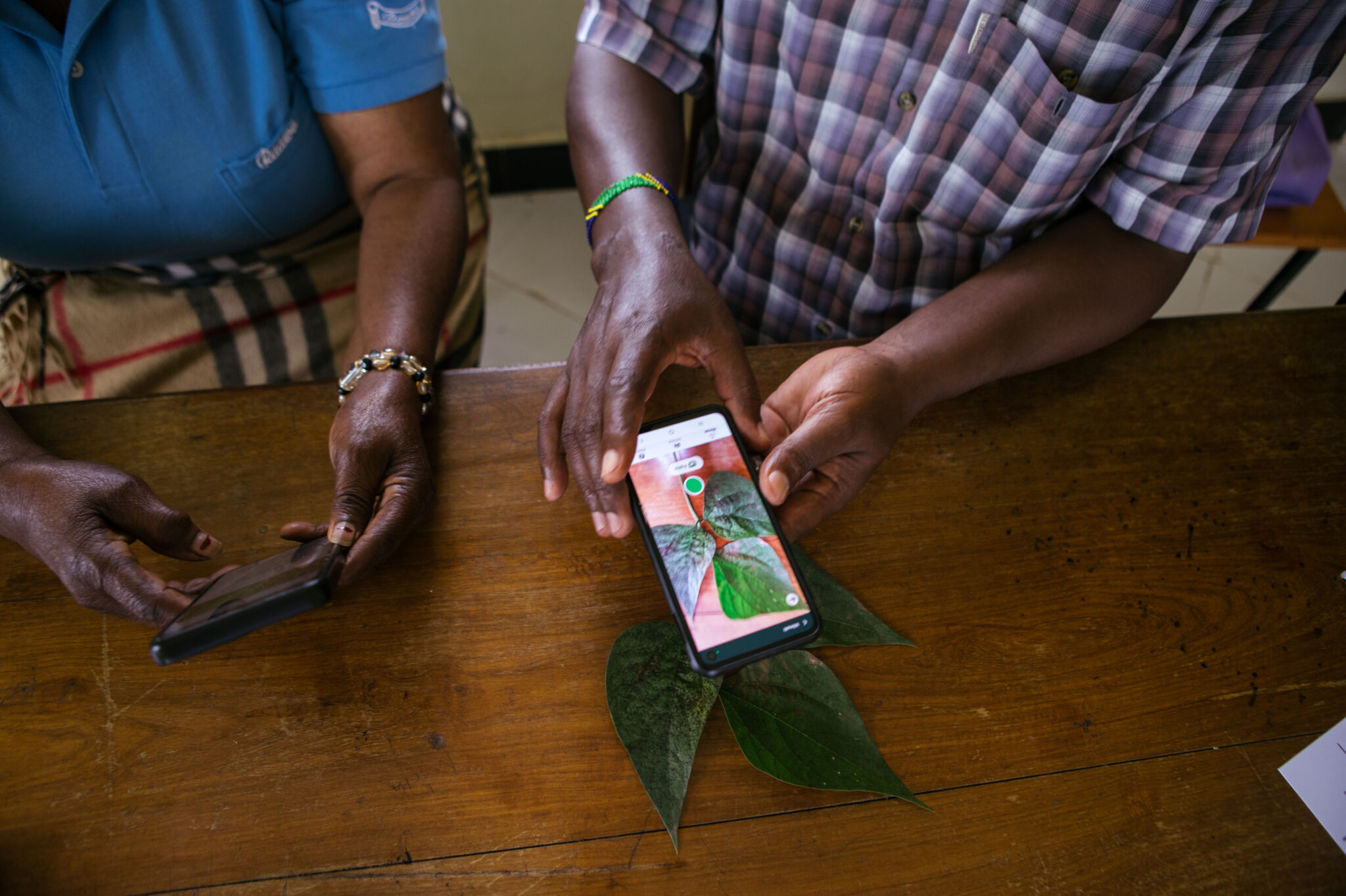 A person's hands holding a phone and taking a picture of a plant