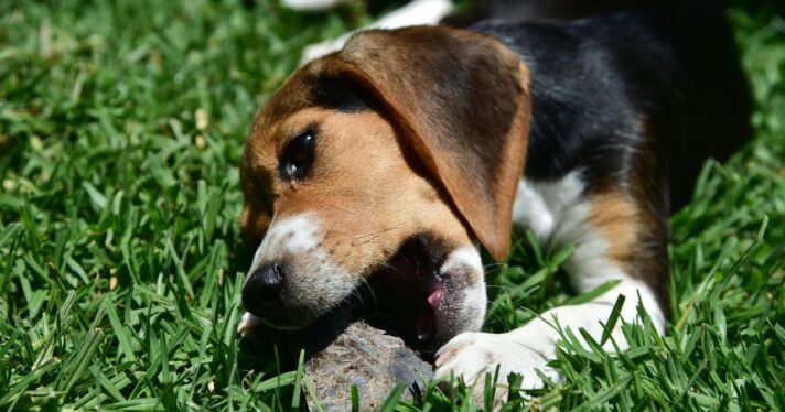 A former laboratory research beagle plays on grass with a chew toy