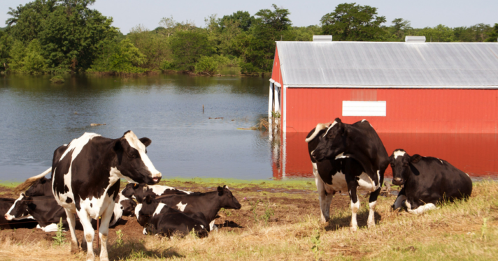 Cows standing on land beside a flooded barn
