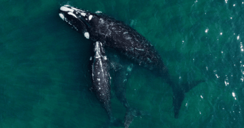 A group of white whales swimming together