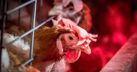 Chickens in battery cages