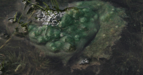 Large clumps of algae floating in water