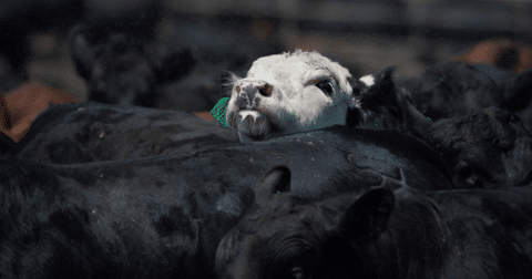 Cattle packed together in a feedlot
