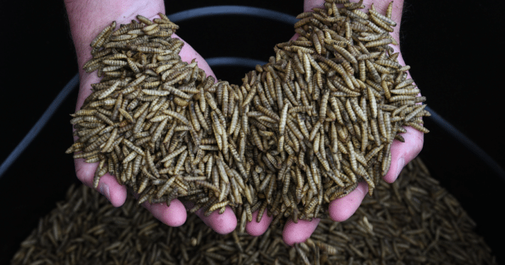 Dried black soldier fly larvae in someone's hands