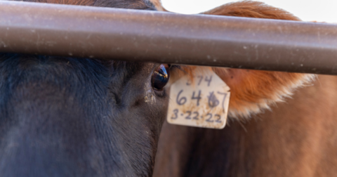 A close-up of a dairy cow