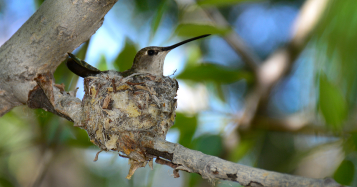 A female Black-chinned Hummingbird sitting on their nest