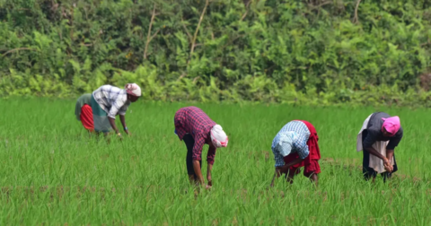 A group of people working in a field