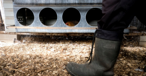 A farmer walking through a chicken coop