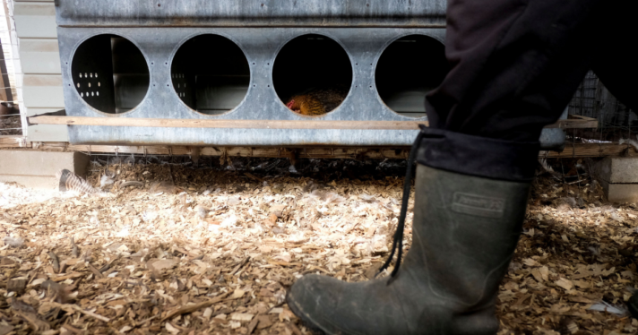 A farmer walking through a chicken coop