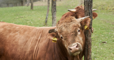 A cow rubbing their head against a tree with another cow in the background