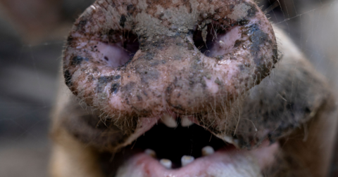 A mud-covered pig's nose