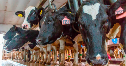 A group of cows in a dairy farm