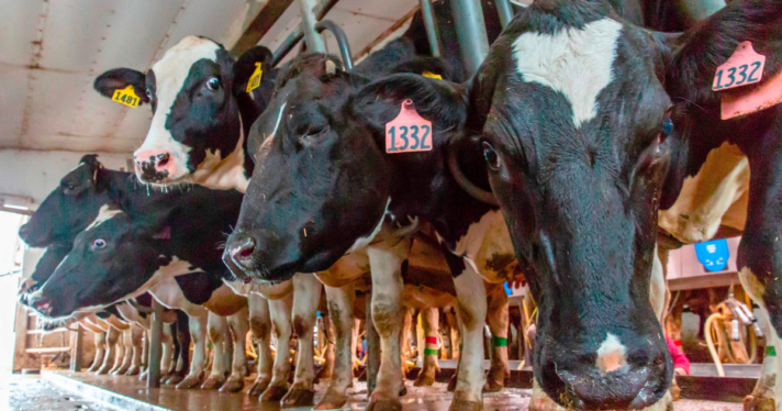 A group of cows in a dairy farm
