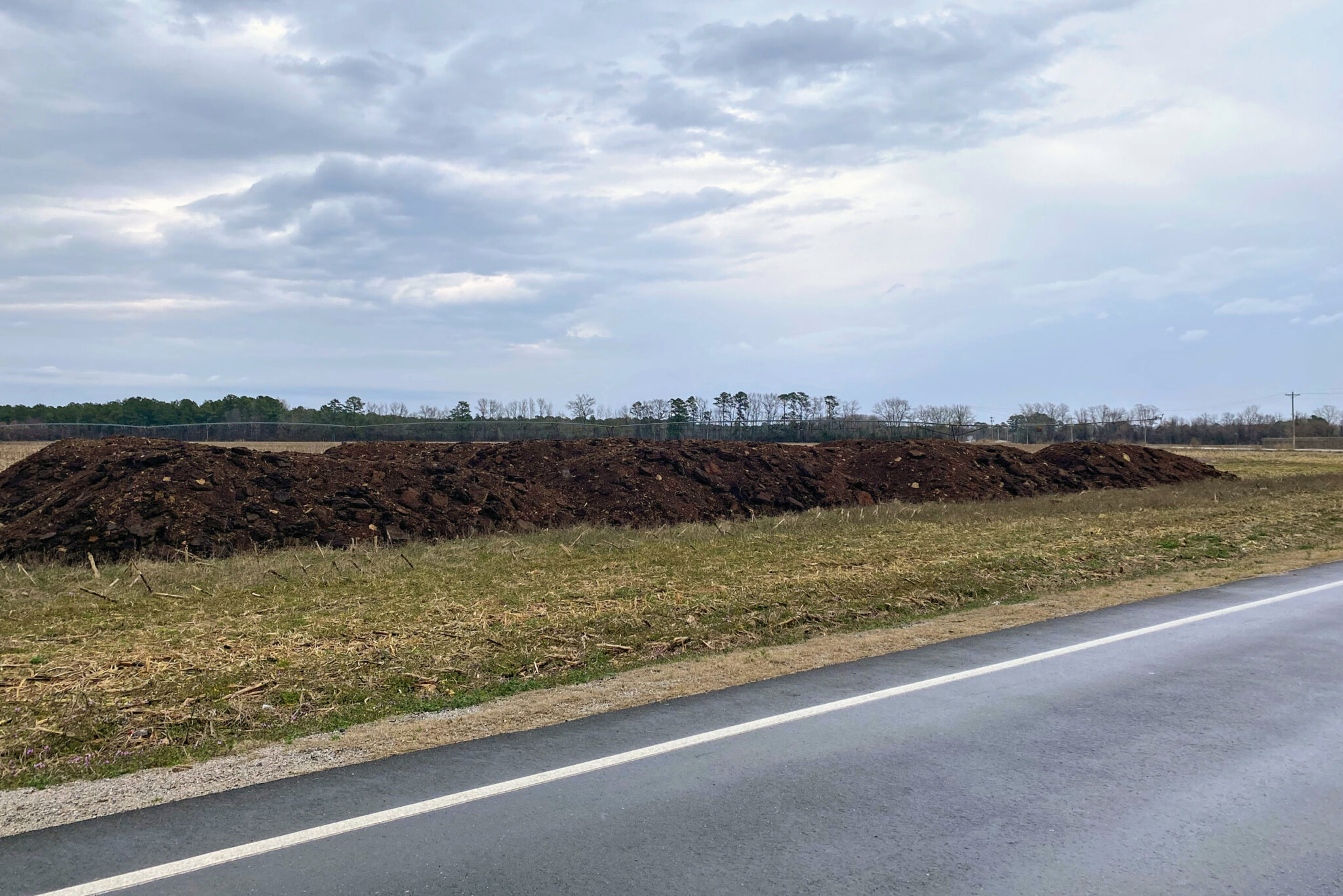 Grass by the roadside