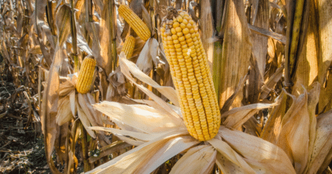 Corn growing on stalks in a field