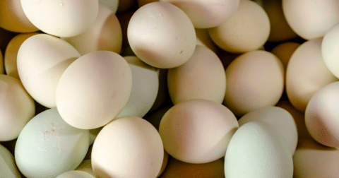 A pile of white eggs