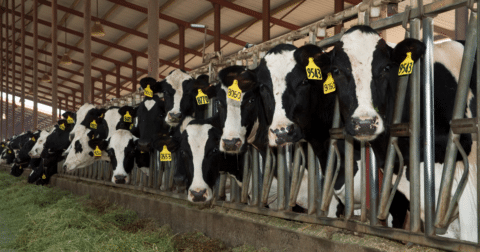 Dairy cows feeding on silage in a free stall barn