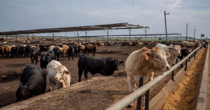 A large number of cows standing in a feedlot