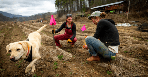 Two people working on a farm with a dog nearby