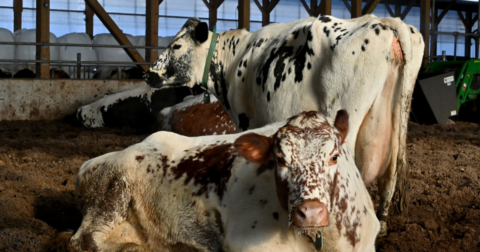 Two cows resting in a bedding of mixed manure