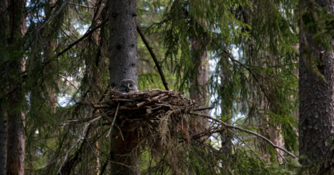 An owl in a nest high up in a tree