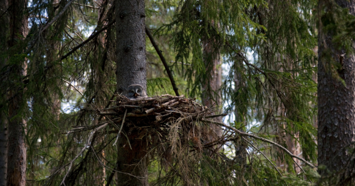An owl in a nest high up in a tree