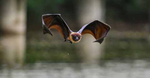 A bat flying over water