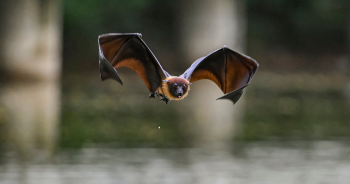 A bat flying over water