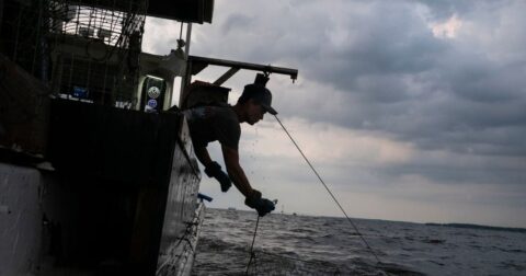 USDA Announces Seafood Office