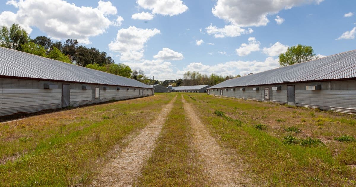 When Craig Watts raised chickens on his factory farm, each 20,000-square-foot barn could hold 35,000 chicks. Credit: Lisa Sorg/Inside Climate News