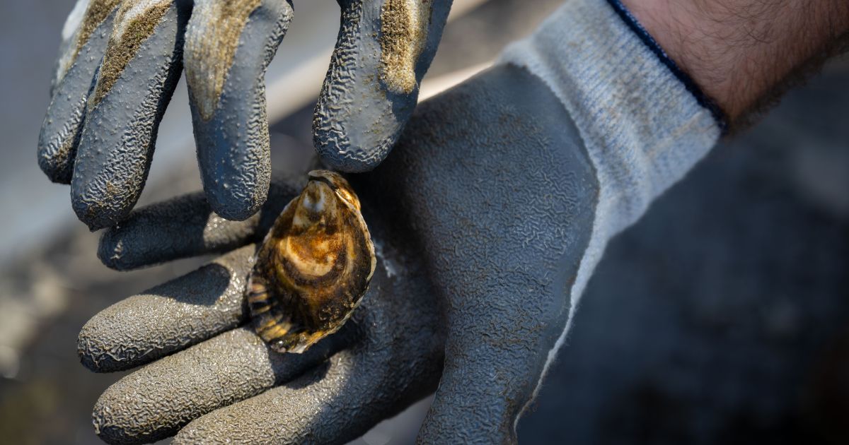 Less Salmon, More Oysters: Aquaculture Could Reduce its Climate Impact by Embracing Bivalves and Seaweed