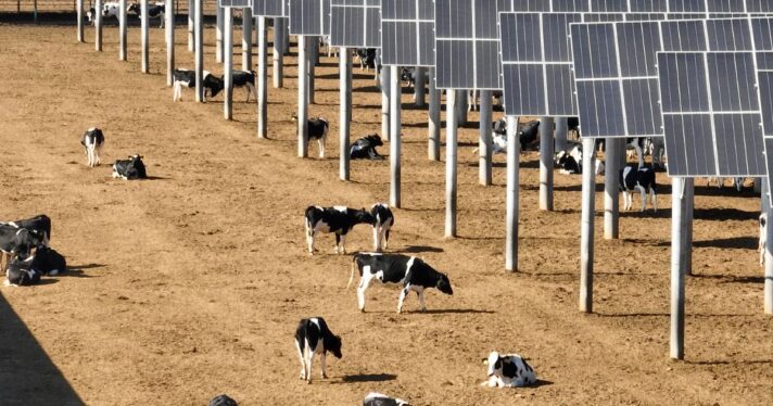 TOPSHOT - Cows graze near solar panels at the Ningxia Saishang Muyuan Animal Husbandry Ecological Breeding Enterprise, which combines animal breeding and clean energy generation in Majiatan in Lingwu in China's northern Ningxia region on August 12, 2024. (Photo by CN-STR / AFP via Getty Images) / China OUT