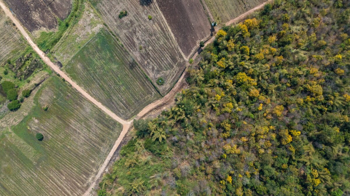 An overhead look at farmland and trees