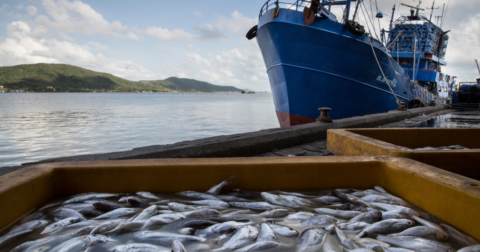 Fish unloaded from a ship near the ocean