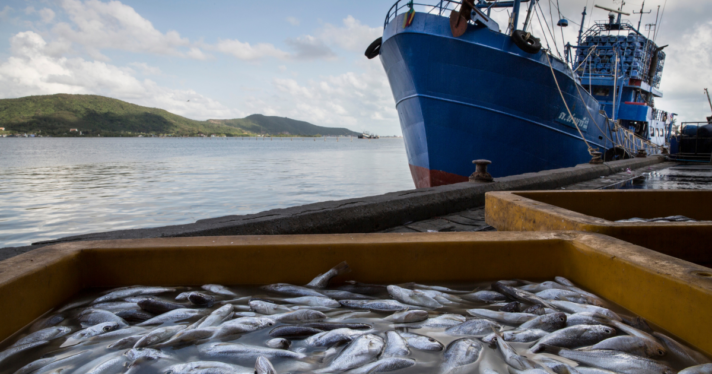Fish unloaded from a ship near the ocean