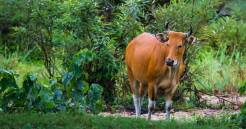 A banteng standing near bushes and trees