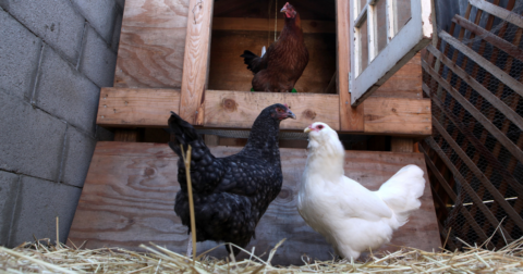 A group of backyard chickens near their coop