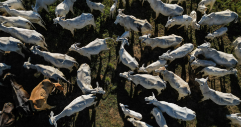 A group of cattle standing close together