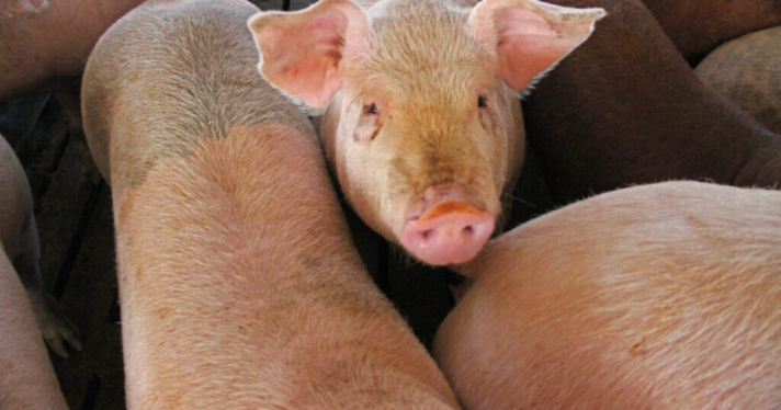A pig amongst a group of other pigs