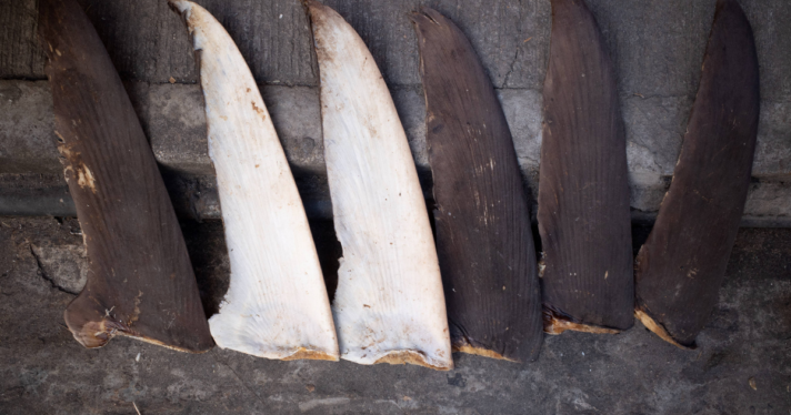 Six shark fins set out to dry