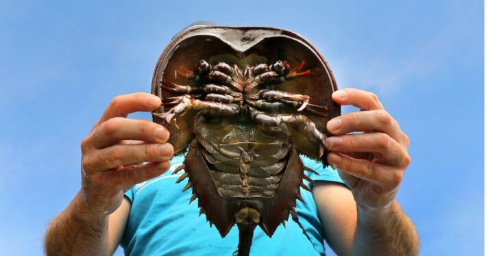 Image of a horseshoe crab, the United States still relies on horseshoe crab blood for testing despite synthetic alternatives