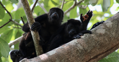 Two howler monkeys up in a tree