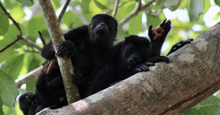 Two howler monkeys up in a tree