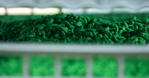 A crate of thousands of sterile New World Screwworm pupae