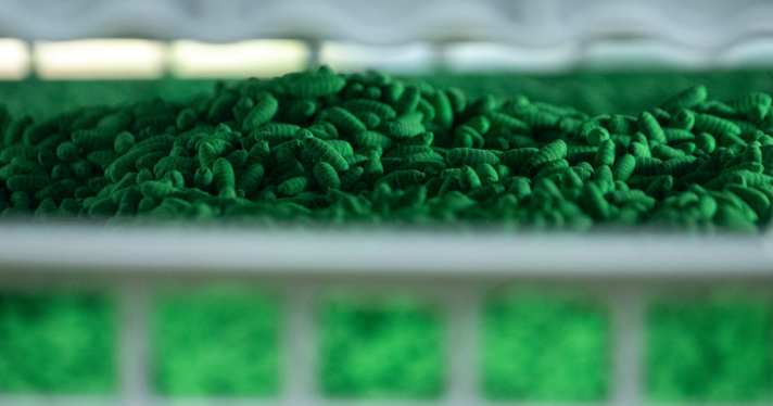 A crate of thousands of sterile New World Screwworm pupae