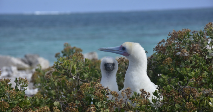 Two red footed boobies in a tree overlooking the ocean