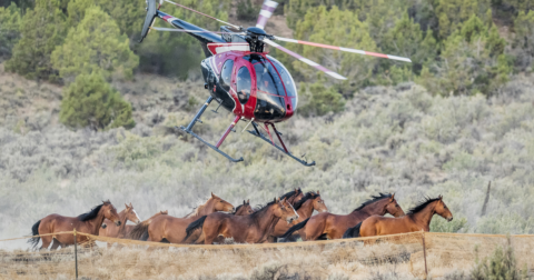A helicopter flying over running, wild horses