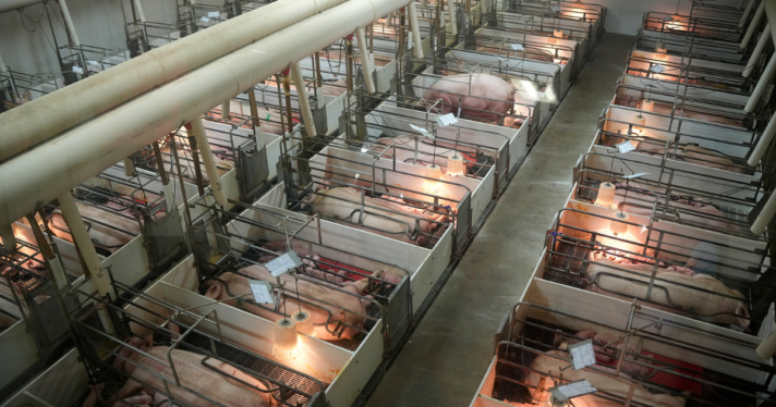 Rows of small gestation crates with pigs and piglets in them