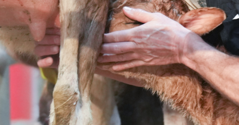 A vet helping a calf drink from a cow udder